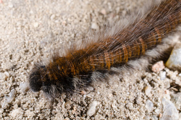 Raupe, Brombeerspinner (auf Sand)