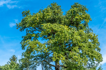 Fototapeta premium Alte Eiche mit grünen Blättern im Sommer