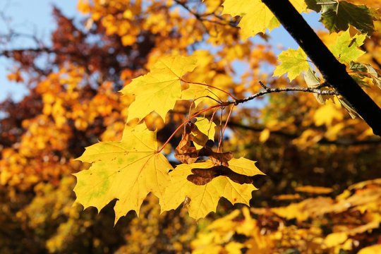 twig of maple tree with bright yellow leaves enlightened with the sun