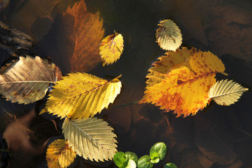 close photo of yellow alder leaves fallen into the puddle of water