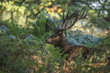 Naklejka na ściany i meble Majestic powerful red deer stag Cervus Elaphus in forest landsca