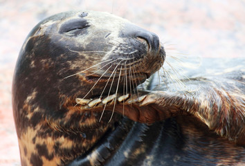 Fototapeta premium Grey seal