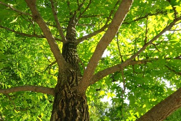 銀杏の葉を見上げて