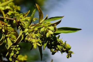 Leaves and flowers of Fontanesia Fortunei shrub in arboretum