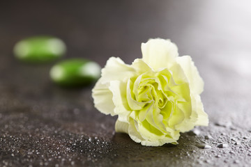 Green Carnation Flower