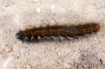 erwachsene Raupe, Brombeerspinner