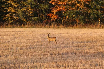 Garden poster Roe roe deer on the field with sear stubble in autumn in evening light