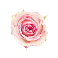 Fototapeta premium gentle pink rose
