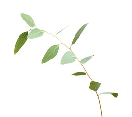 fresh green eucalyptus, young branch