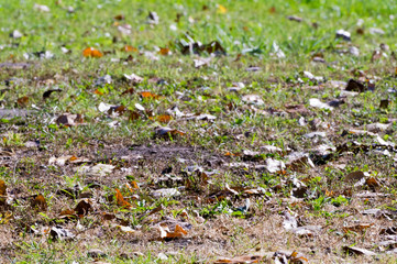 Close up shot of yellow leaves and grass