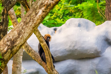 African baboon