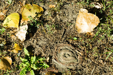 Upper view of yellow leaves and tree root
