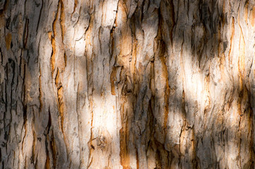 Shades and light on an old tree trunk