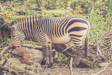 Fototapeta na wymiar Stehendes Zebra