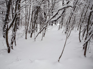 Bush in the snow landscape