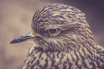 Kopf eines Vogels mit gelben Augen