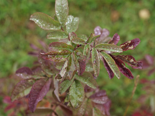Red foliage or bush in autumn 
