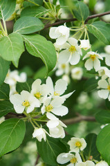 Blossoming white apple tree branch
