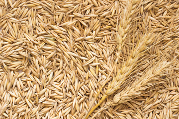 Grains of oats and wheat spikelets. Top view