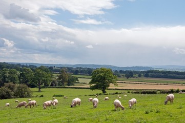 Agricultural scenery in the Herefordshire countryside of England.