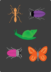 Set of insects illustration