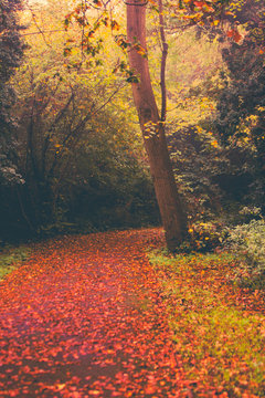 Autumn in Goldsworth Park in Woking