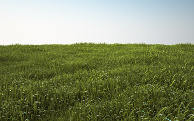 Field of soft grass, perspective view