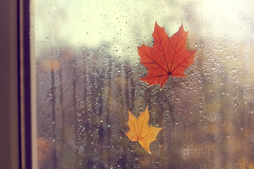 Autumn outside the window/ Two maple leaves on glass pack with traces of rain 