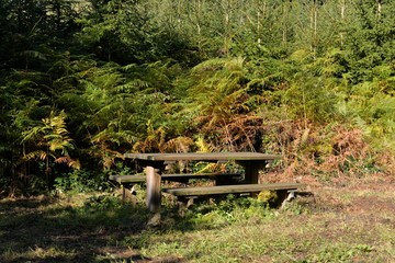 bancs et tables en forêt