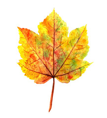hand drawn watercolor autumn maple leaf isolated on white