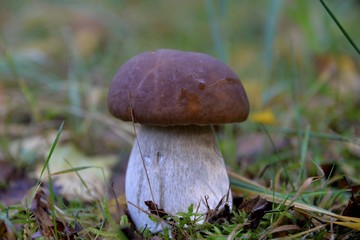 champignons