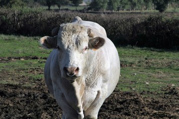 vache charolaise
