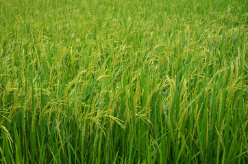 Obraz premium rice field in thailand