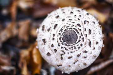 Parasol mushroom  (Macrolepiota procera)