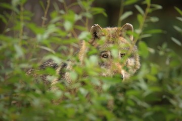 Grey wolf