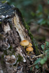 Cluster of little mushrooms