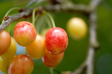 Cerises