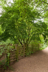 Gateway in the forest.