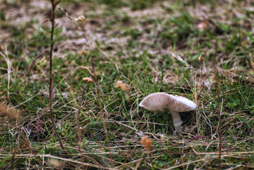 Fresh mushroom growing in the grass