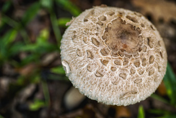 Parasol mushroom  (Macrolepiota procera)