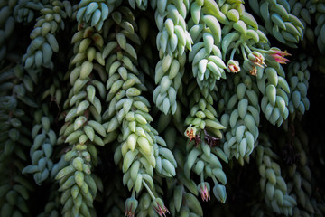 succulent plant
