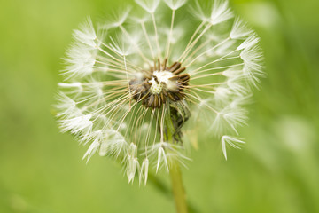 Hawkbit / dandelion flower landscape