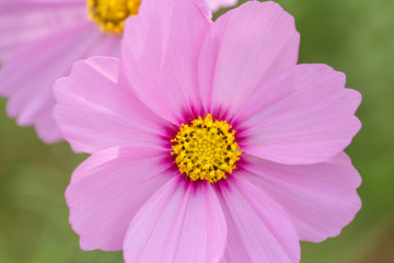 Fototapeta premium コスモスの花