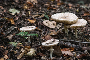 Parasol mushroom  (Macrolepiota procera)