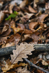 Droplets on fallen oak leaves