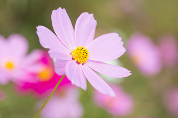 コスモスの花