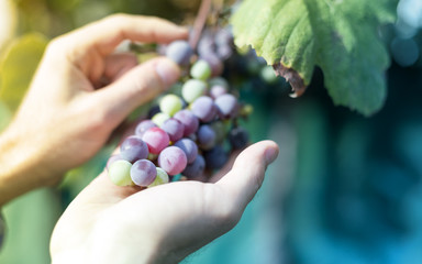 Farmer in his vineyard