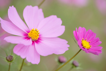 コスモスの花