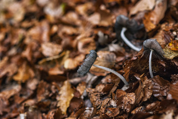 Poisonous mushroom