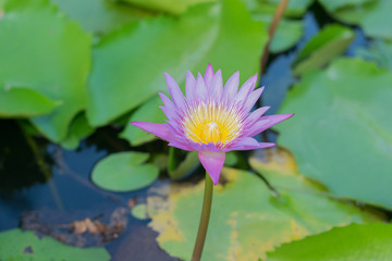 lotus in the pond
